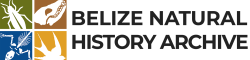 belizenha-logo